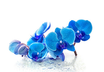 Blue orchid with reflection in water on white background