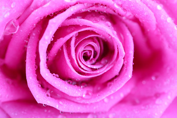 Pink rose background