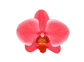 Naklejka na ściany i meble Beautiful flower Orchid, pink phalaenopsis close-up isolated on