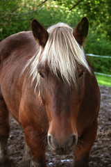 Obraz premium Cheval