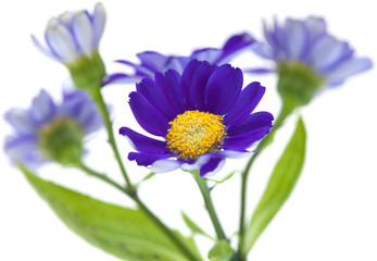 Florists Cineraria