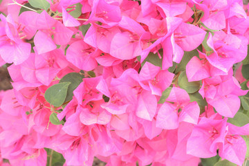 bougainvillea / hybrida/paper flower