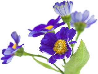 Florists Cineraria