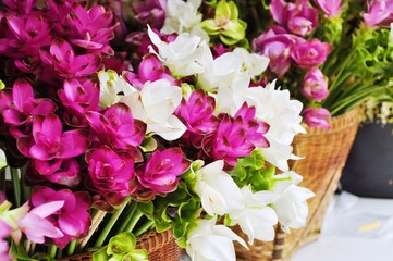 Siam Tulip