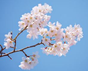 Sakura in blossom