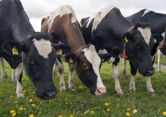 Three curious cows in the pasture