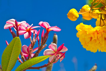 Yellow and pink, flowers on a tree in Koh Ngai island Thailand