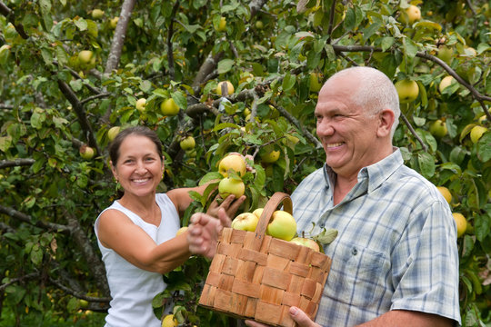 Couple Picking Apples