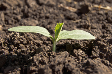 small plant
