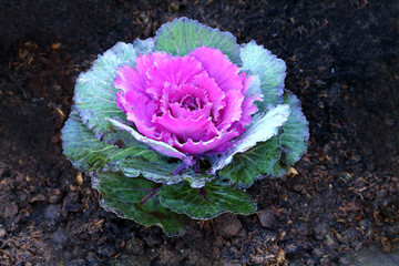 Flower  Cabbage