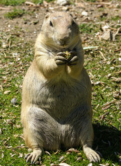 European ground squirrel (spermophilus citellus, suslik, gopher)