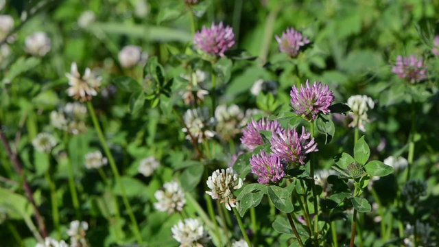 Closeup of dewy white and red clover plants grow in meadow