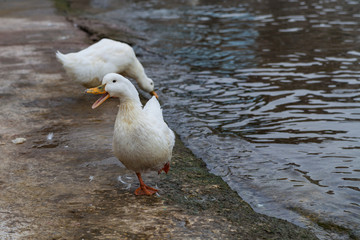 White geese on the waterfront near the water, Turkey