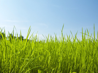 Fototapeta premium green grass