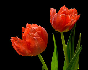 Mokre czerwone tulipany