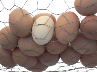 Eggs in cage