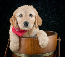 Golden- Doodle Puppy