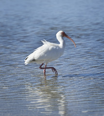 White Ibis