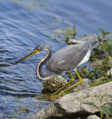 Tricolored Heron