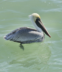 Brown Pelican