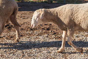 Obraz premium Sheeps on the farm, Turkey