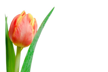 Red and yellow tulip