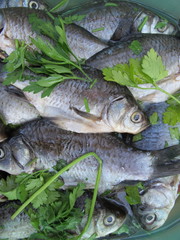 Scaled European carps with greenery