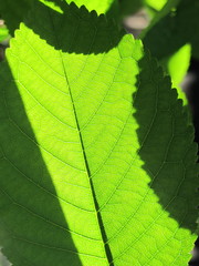 Cherry leaf against a sunlight in the spring garden