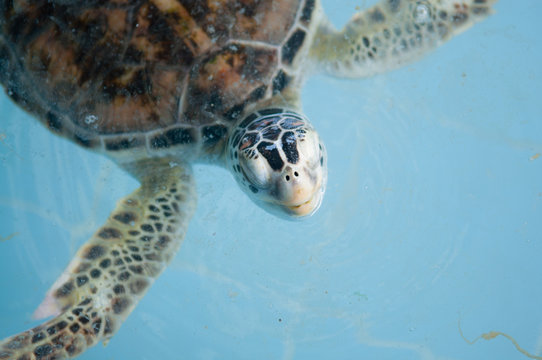 Sea turtles in nursery of Thailand