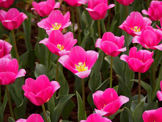 Fototapeta premium Tulips in the garden