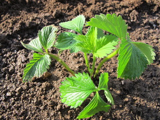 Cultivar garden strawberry planted and watered just now