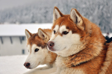 Portrait of red siberian husky dogs on a snowy background © miladrumeva