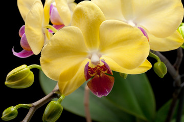 Yellow orchid isolated on black  background