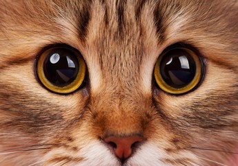 Cats eyes