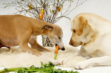 Zwei Hunde