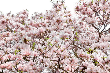 Blooming magnolia closeup.