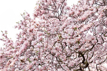 Blooming magnolia closeup.