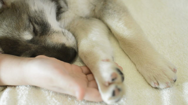 husky puppy sleeping in a baby hand