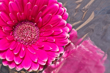 Macro photo of gerbera flower