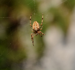 Garden spider on a web