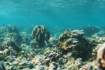 Beautiful reef and coral with blue water