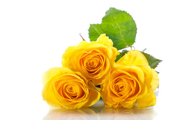yellow roses