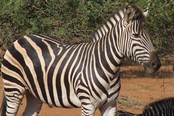 Fototapeta na wymiar Zebra sudafrica