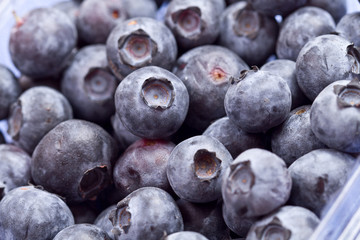 Freshly picked blueberries