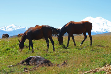 Fototapeta na wymiar Horses on the summer autumn caucasus meadow