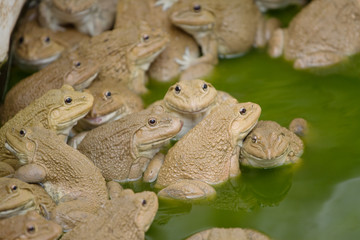 frog in the pond