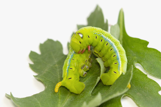Hornworm,Green caterpillar eating  the leaves