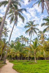 Fototapeta na wymiar Path and Palm Trees