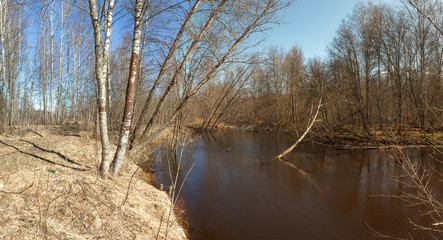 Trees on river bank in the spring.