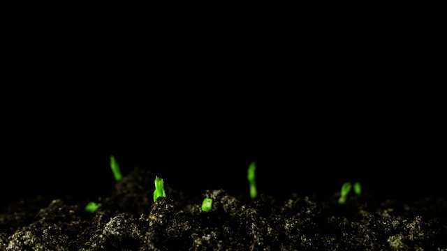 Growing green plants.4k  time lapse